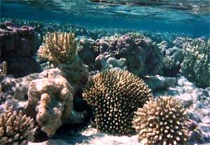 corail-polynesien