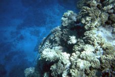 Snorkeling en mer rouge