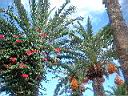 un des jardins de l'Hotel Coralia Palm Beach, pres de Sousse - Tunisie