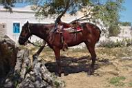 un cheval tunisien  - ile de Djerba - Tunisie
