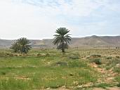paysage du sud - ile de Djerba - Tunisie
